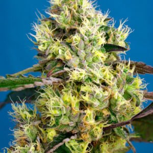 Sweet Seeds Sweet Gelato Auto feminisiert