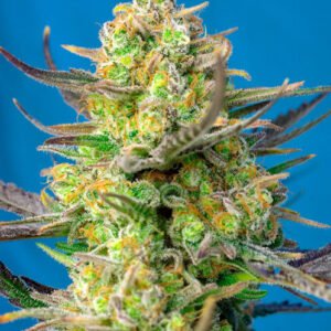 Sweet Seeds Sweet Cheese XL Auto feminisiert