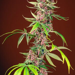Sweet Seeds Red Mandarine F1 FAST feminisiert