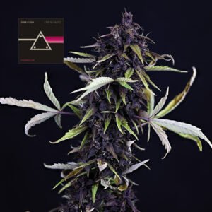 Seedsman Pink Kush CBD 30:1 Auto feminisiert