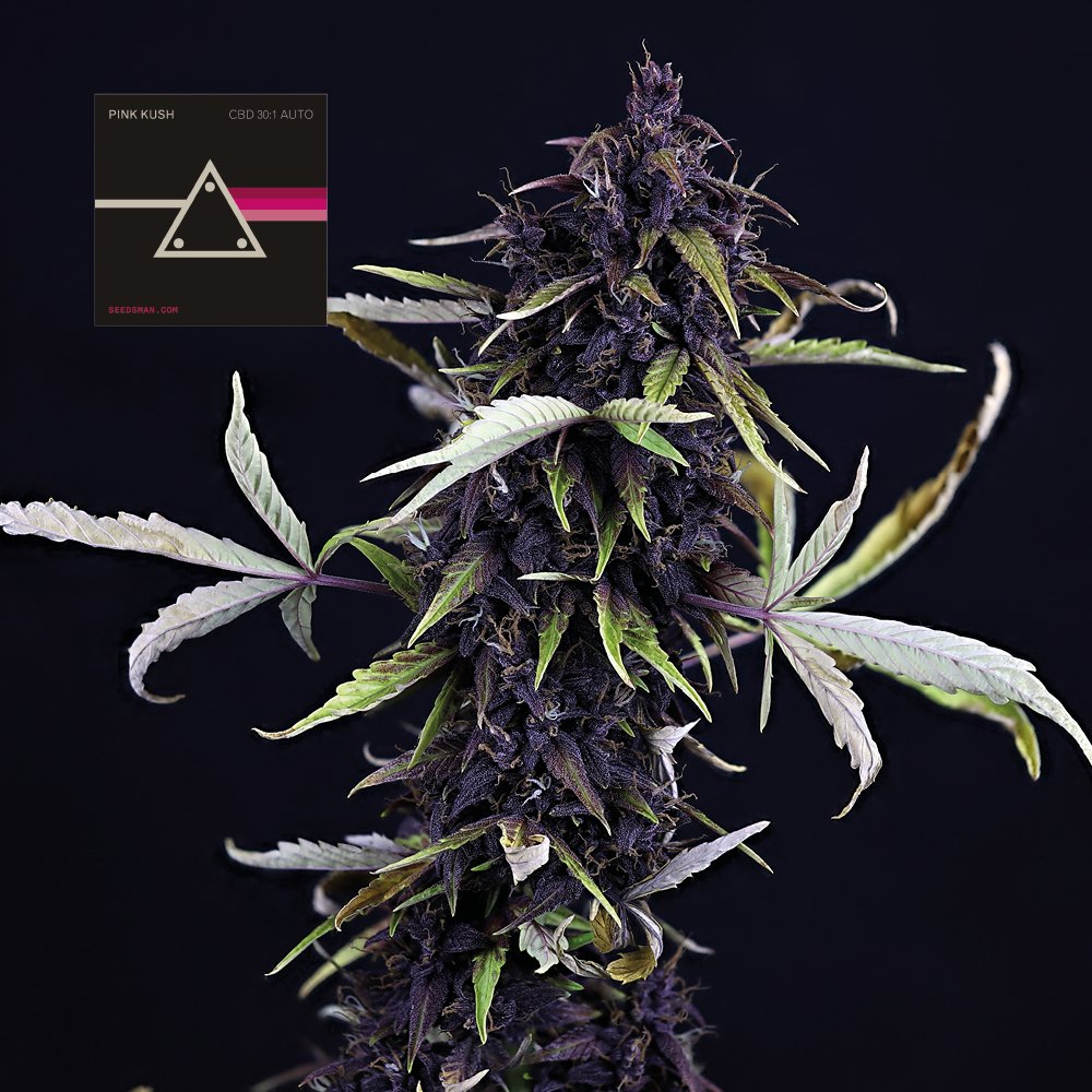 Seedsman Pink Kush CBD 30:1 Auto feminisiert