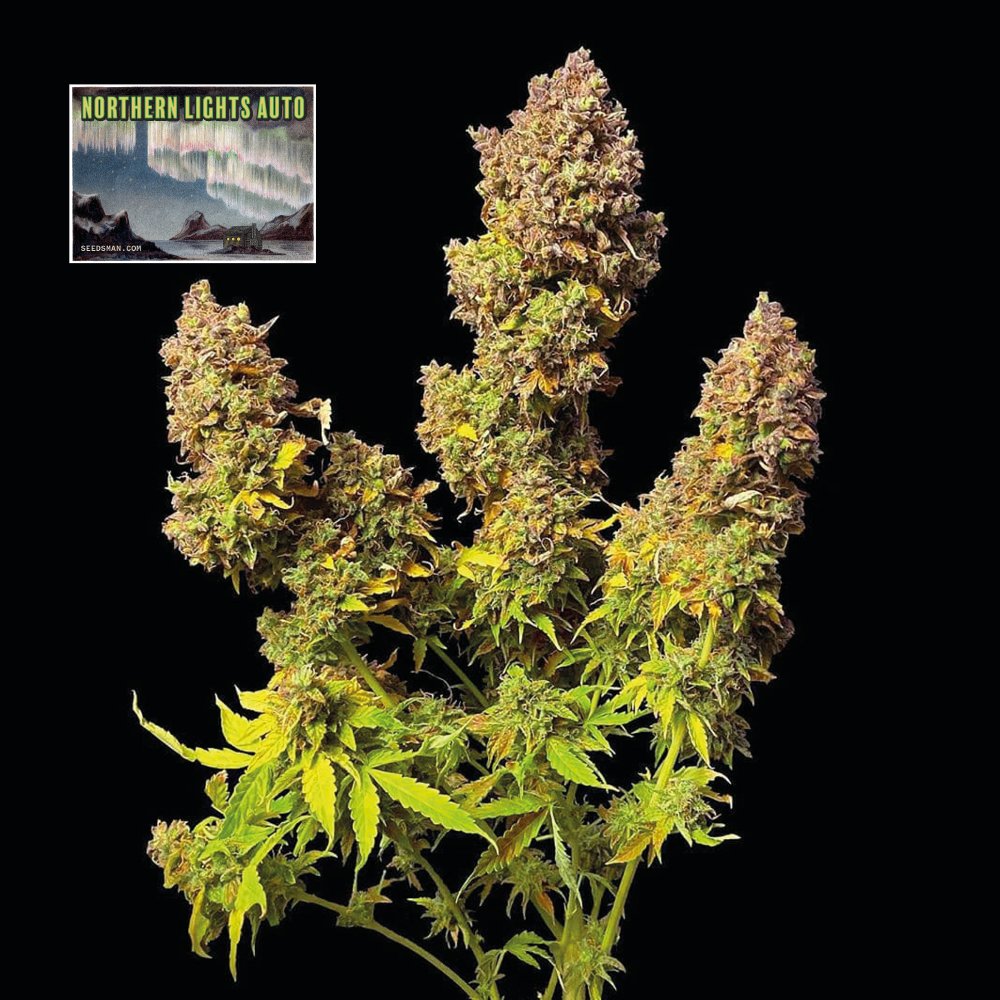 Seedsman Northern Lights Auto feminisiert