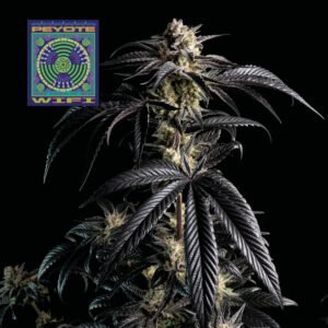 Seedsman Peyote Wi-Fi feminisiert