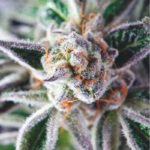 Pyramid Seeds Do Si Dos feminisiert