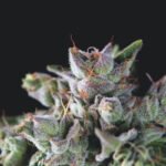Pyramid Seeds Gorilla feminisiert