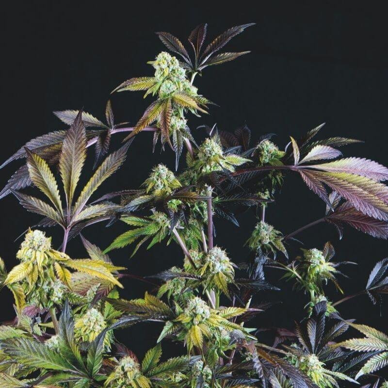Pyramid Seeds Sunset Sherbet feminisiert
