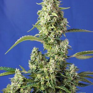Sweet Seeds Gorilla Girl XL Auto feminisiert