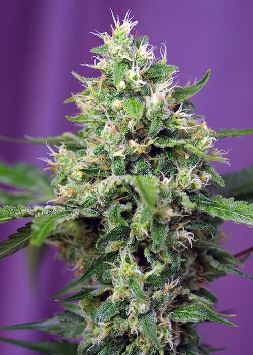 Sweet Seeds Sweet Amnesia Haze XL Auto feminisiert