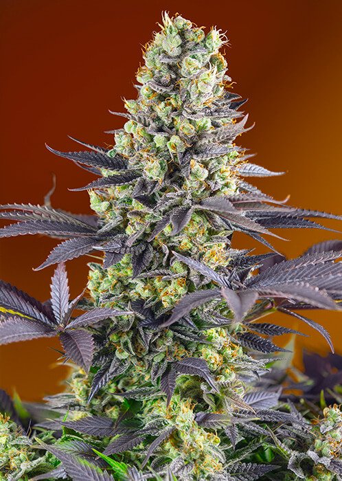 Sweet Seeds Sweet Zenzation (formerly Sweet Zkittlez) feminisiert