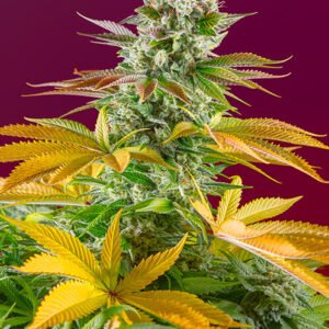 Sweet Seeds Gorilla Girl F1 FAST feminisiert