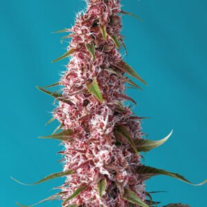 Sweet Seeds Red Pure CBD Auto feminisiert