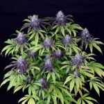 Seedsman Peyote Wi-Fi CBD 2:1 feminisiert