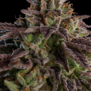 Ripper Seeds KmintZ feminisiert
