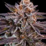 Ripper Seeds OMG feminisiert