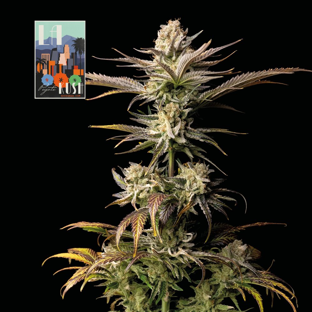 Seedsman L.A. Peyote Kush feminisiert