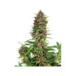 Buddha Seeds Purple Kush feminisiert