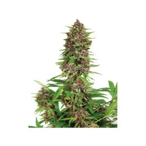 Buddha Seeds Purple Kush feminisiert