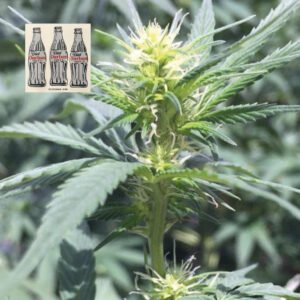 Seedsman Diet Durban THCV 1:1 feminisiert