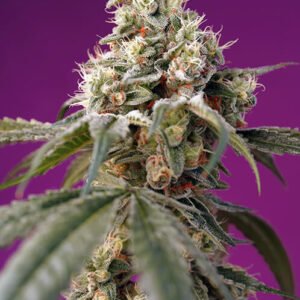 Sweet Seeds Bruce Banner Auto feminisiert
