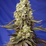 Sweet Seeds Runtz XL Auto feminisiert