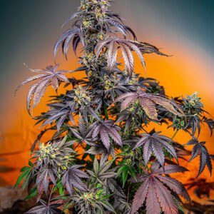 Sweet Seeds Red Gorilla Girl XL Auto feminisiert