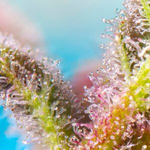 Sweet Seeds Purple Punch OG feminisiert