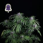 Seedsman Purple Ghost Candy feminisiert