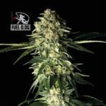 Seedsman Fuel D.OG feminisiert