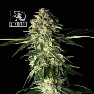 Seedsman Fuel D.OG feminisiert