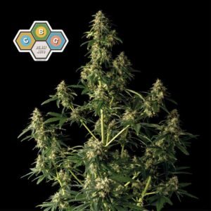 Seedsman CBG Relief Auto feminisiert