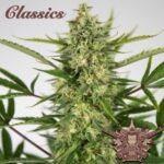 Buddha Classics AK Auto feminisiert