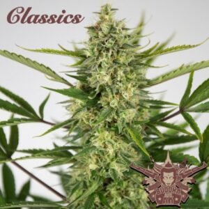 Buddha Classics AK Auto feminisiert