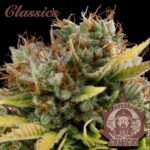 Buddha Classics Critical feminisiert