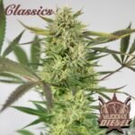 Buddha Classics Diesel feminisiert