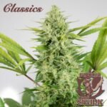 Buddha Classics Skunk Auto feminisiert