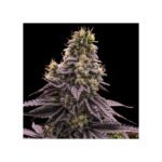 Ripper Seeds Zombie Bride feminisiert