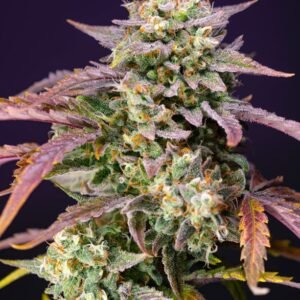 Sweet Seeds Purple Punch OG XL Auto feminisiert