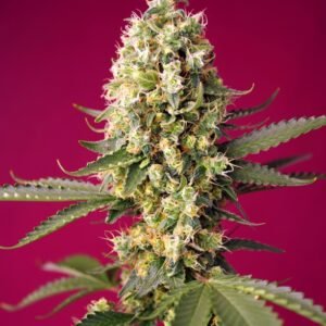 Sweet Seeds Skywalker OG Runtz XL Auto feminisiert