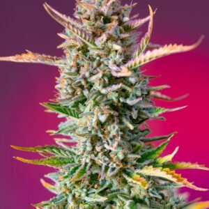 Sweet Seeds Gorilla Sherbet F1 FAST feminisiert