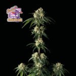 Seedsman Bubba Cheesecake feminisiert