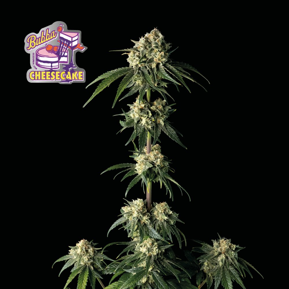 Seedsman Bubba Cheesecake feminisiert