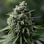 Silent Seeds Critical+ 2.0 feminisiert