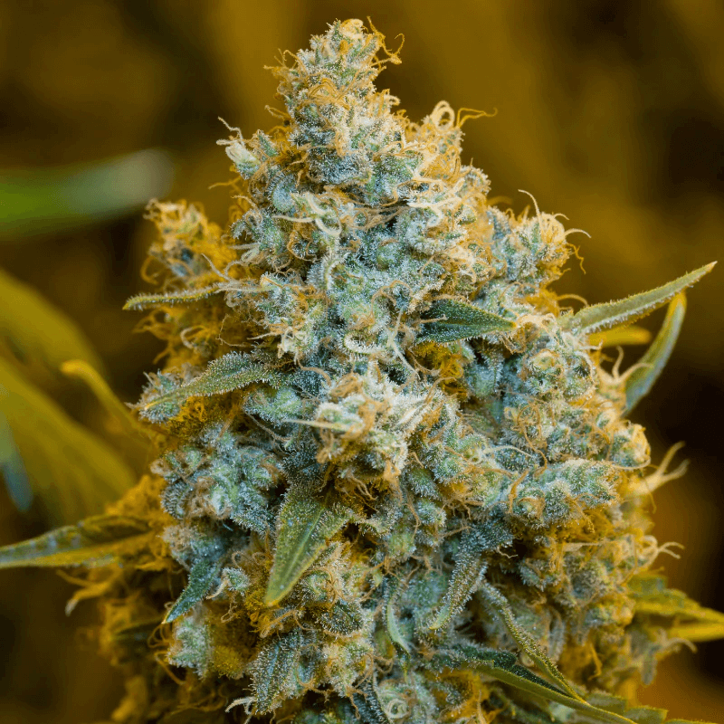 Silent Seeds Critical Jack feminisiert
