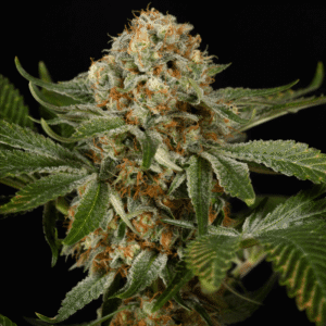 Silent Seeds OG Kush feminisiert