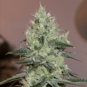 Silent Seeds Original Amnesia feminisiert