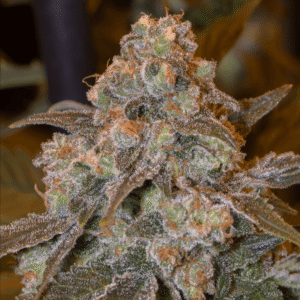 Silent Seeds Gorilla Frost feminisiert