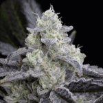 Silent Seeds L.A. Vanilla Cake feminisiert