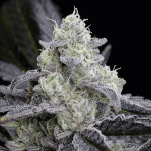 Silent Seeds L.A. Vanilla Cake feminisiert