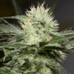Silent Seeds Lemon Sorbet feminisiert