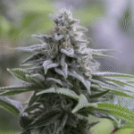 Silent Seeds Zkittlez 2.0 feminisiert